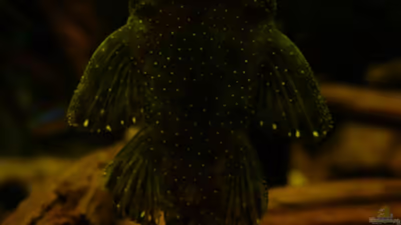 L 183 von unten von Cichlid Power (40)