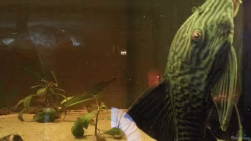 L 190, ca. 20 cm von kellerkind (25)