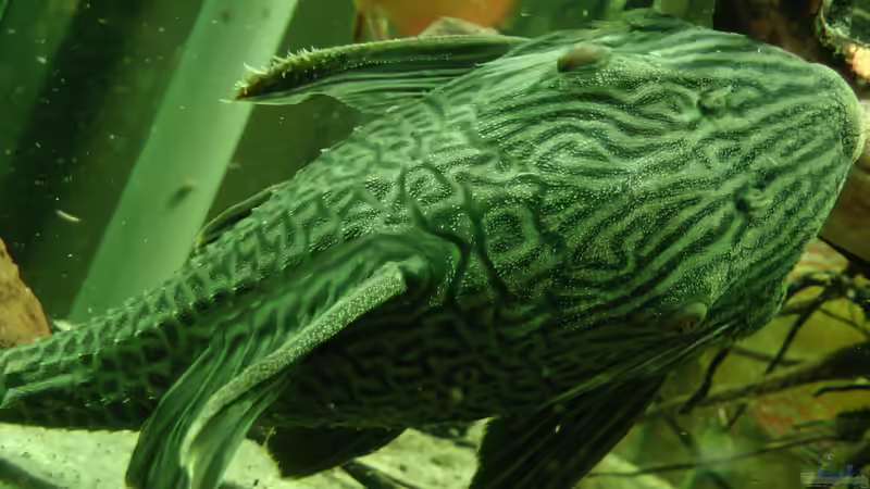 L 190 von kellerkind (37)