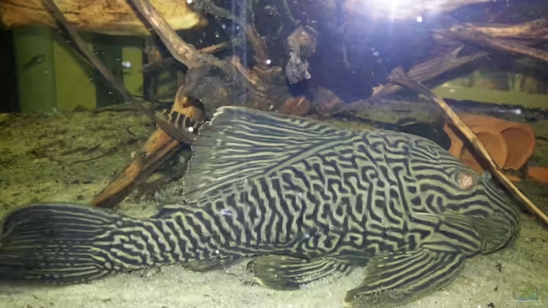 Aquarien mit Panaque cf. nigrolineatus (L 190)
