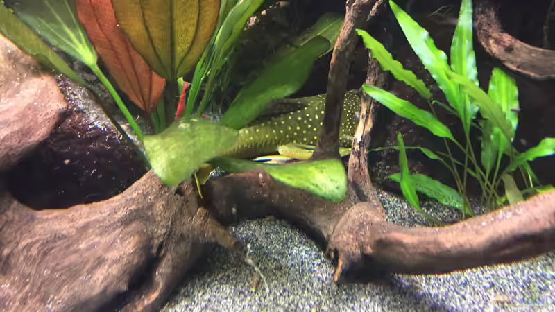 L 200 von Danny (52)