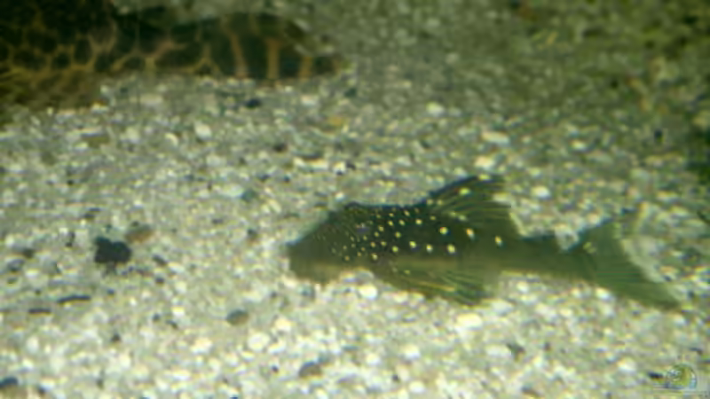 L 200 von Michael Schilling (26)