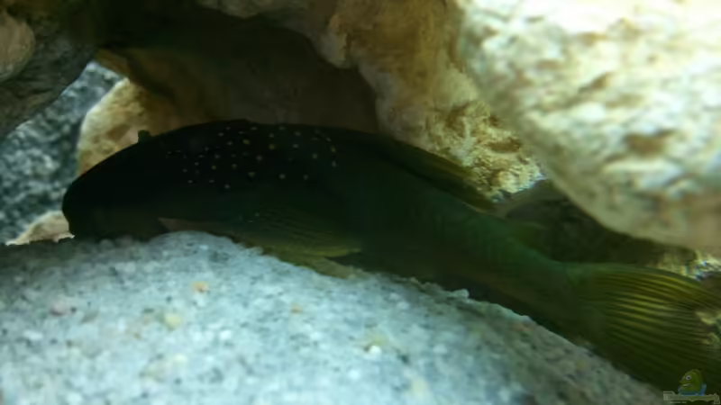 L 200 von Roman Cavelty (9)