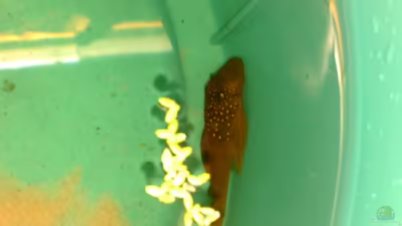 l 200 vor dem Umsetzen von Lorenz Graf (8)