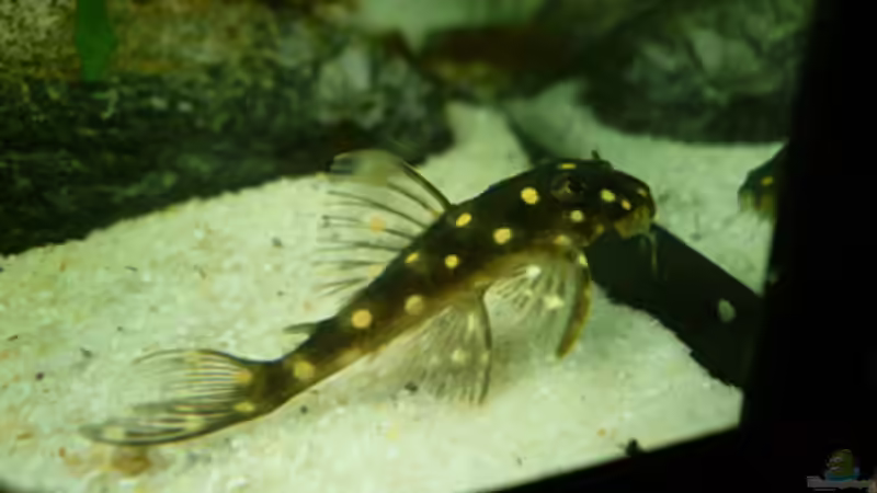 L 201 (hypancistrus contradens von Cichlid Power (35)