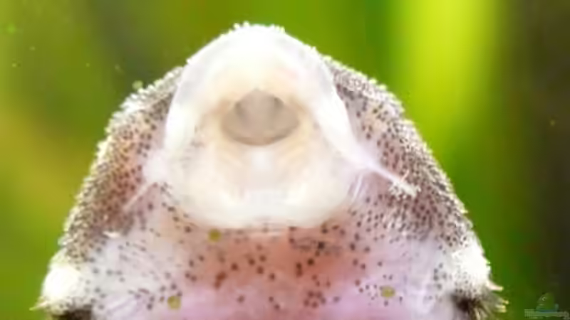 L 201 von Cichlid Power (42)