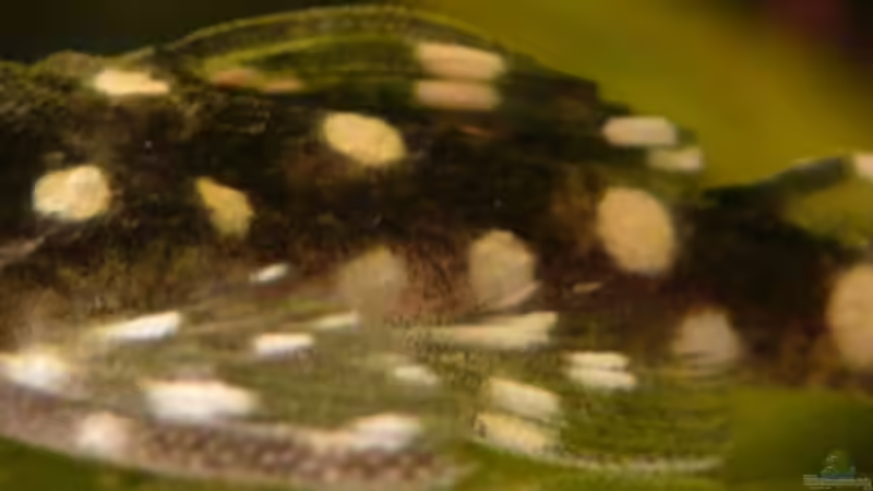 L 201 von Cichlid Power (43)