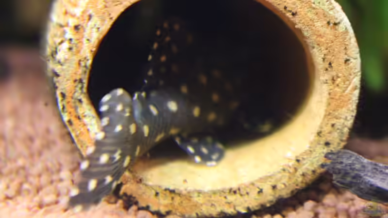 L 201 von JessiKa265 (26)