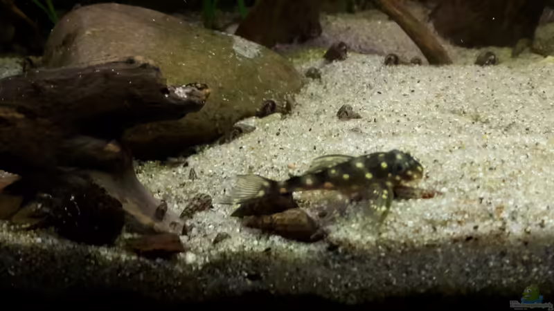 L 201 von mikeschchaos (13)