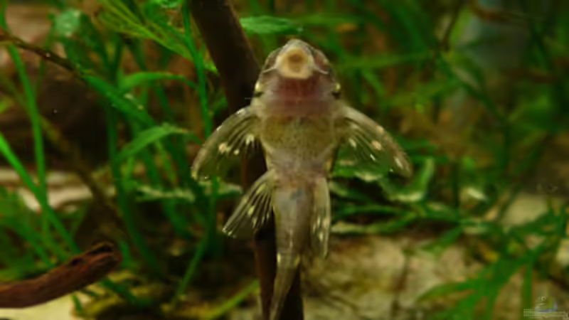 L 201 von unten von Cichlid Power (36)