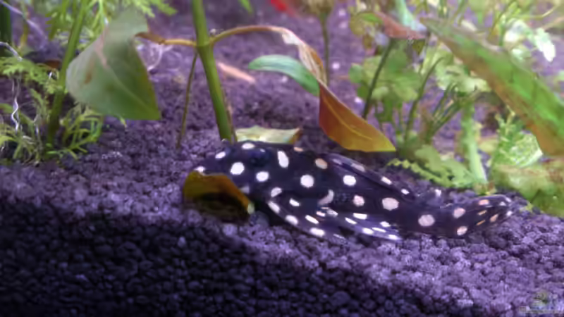 L 201 von Wall-E (33)