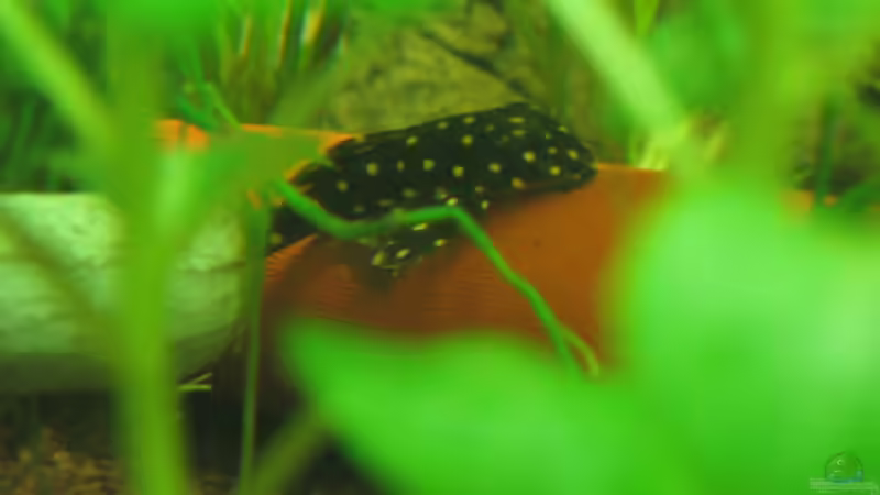 L 201 von xmarkusx (11)