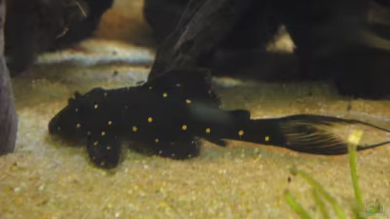 Hypancistrus sp. L-201 im Aquarium halten (Einrichtungsbeispiele für Orinoco-Engelsharnischwels)