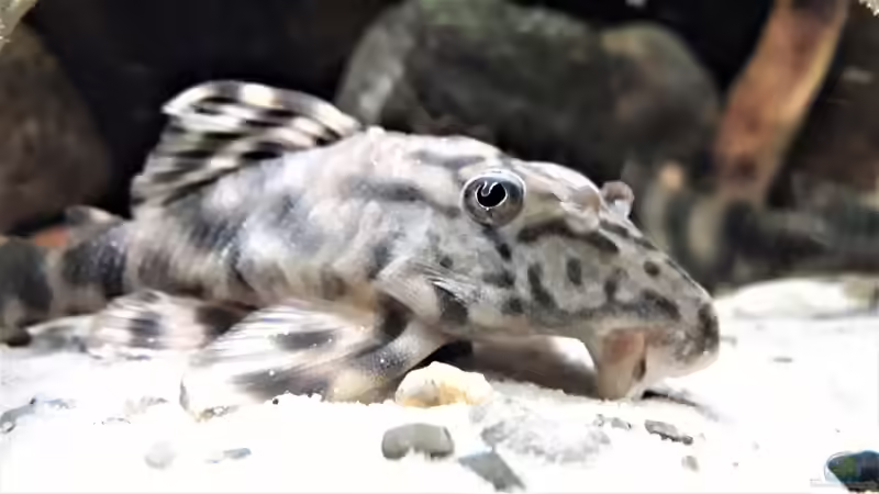 L 202 von Fichte (191)