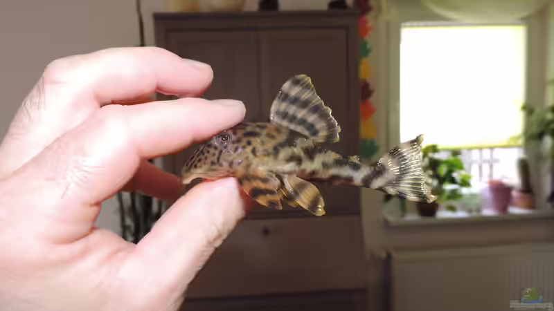 L 202 Weibchen Wildfang von Fichte (167)