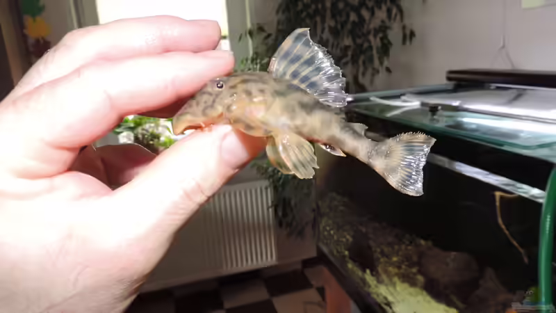 L 202 Wildfang-Bock von Fichte (164)