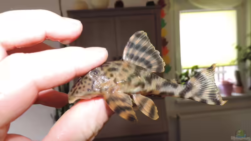 L 202 Wildfang-Weib von Fichte (166)