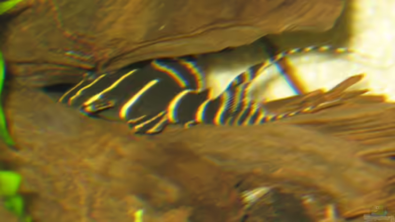 L 204 - mittlerweile hat er die langen Schwanzflossen von Korbi (27)