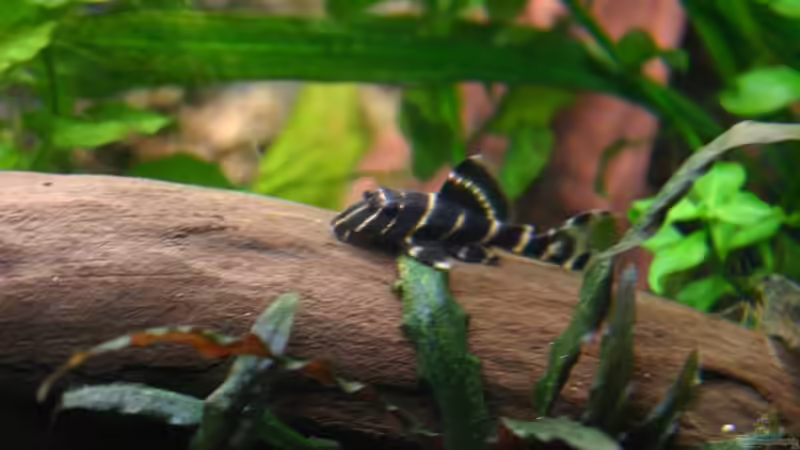 L 204  von Basti.hh (16)