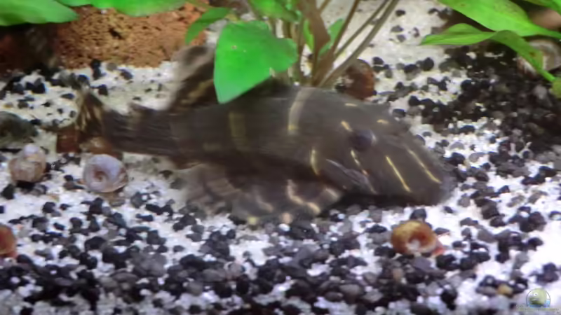 L 204 (Foto alte Einrichtung) von Morten (15)