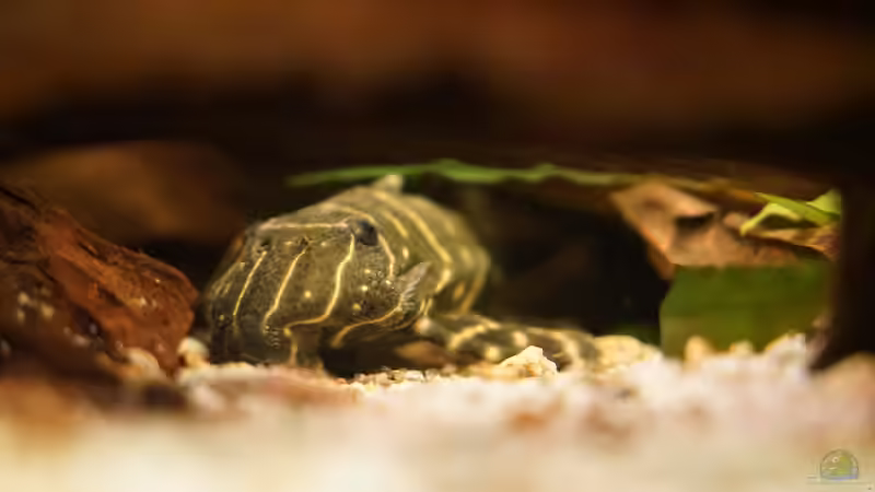 L 204 Ringelsocke von Jonas B. (67)