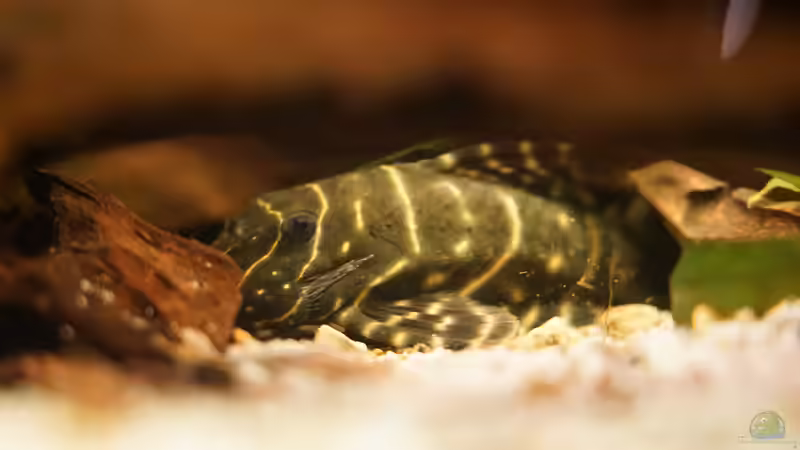 L 204 Ringelsocke von Jonas B. (68)