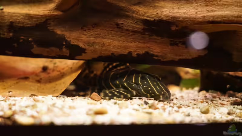 L 204 Ringelsocke von Jonas B. (69)