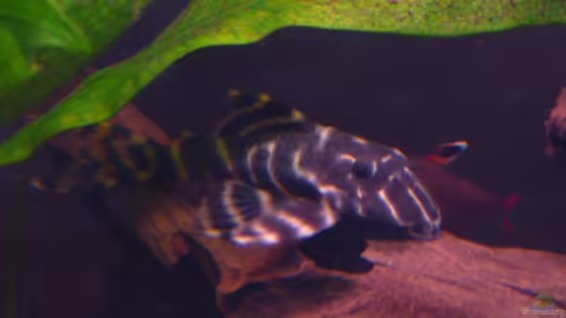 L 204 von Bavaria (6)