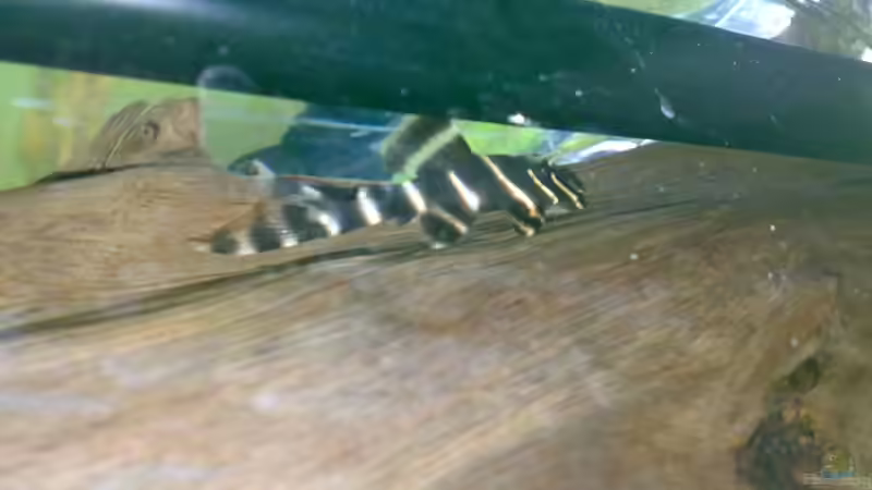 L-204 von David Nachtweih (18)