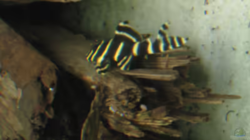 L 204 von Korbi (26)