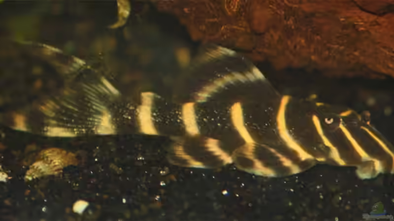 L-204 von Lewino (21)