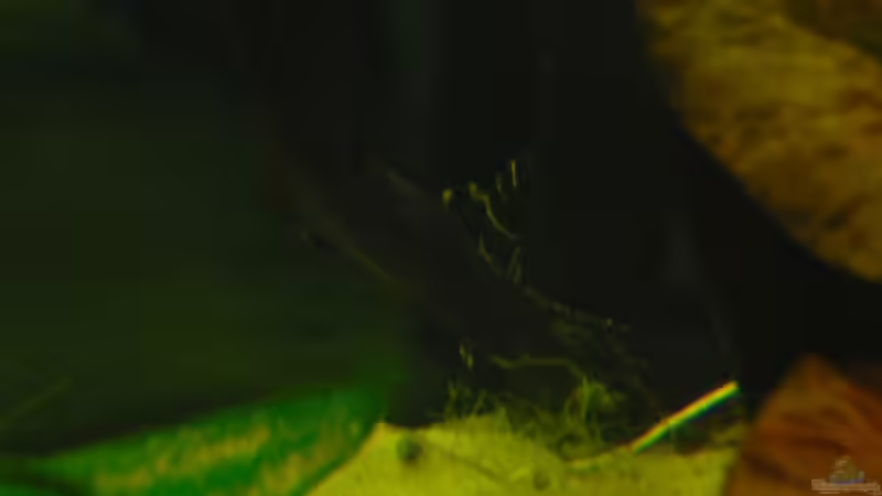 Aquarien mit Panaqolus albivermis (Einrichtungsbeispiele für Ringelsocken-Harnischwels)