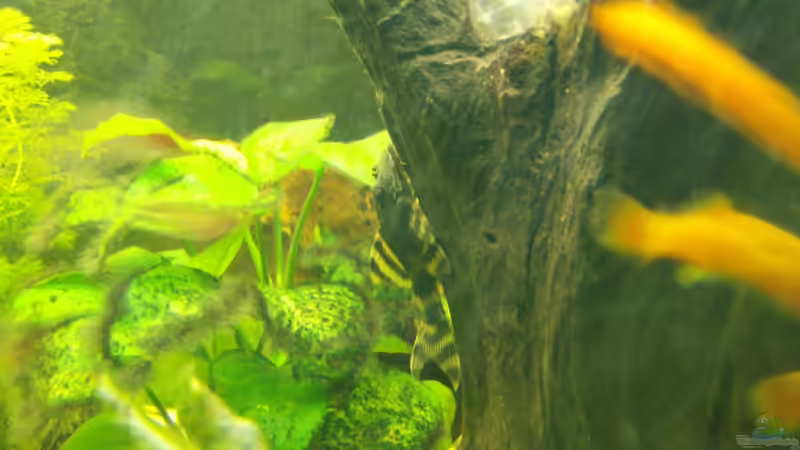 L 205 von Michael Meyer (14)