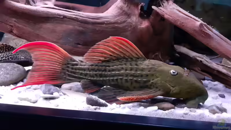 L 24 von Agua viva (17)