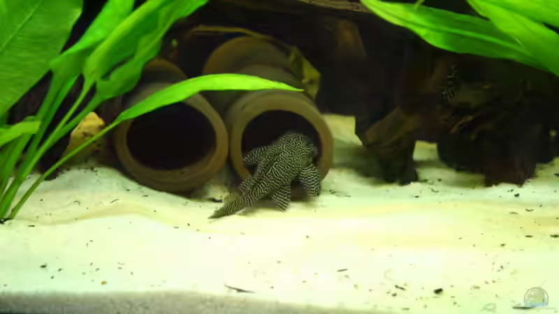 L-260:  seitdem er eine Hoehle hat ist er immer zu sehen. von Kiera&Hannes (6)