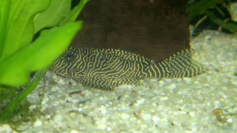 L 260 von Michael Schilling (23)