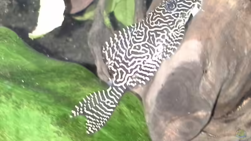 l 260nwels von Michael Bodem (5)