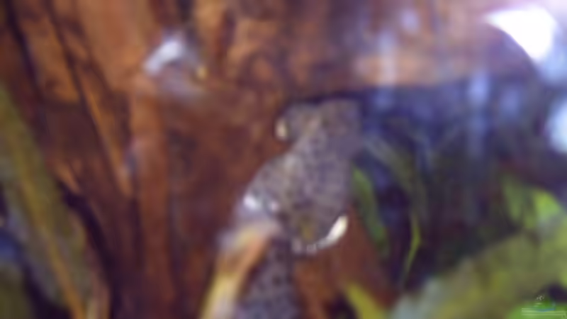 L-263 von David Nachtweih (13)