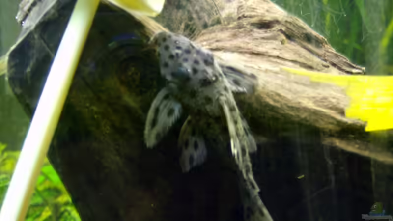 L 264 auf dem Weg zur Kartoffel von Michael Meyer (11)