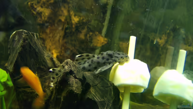 L 264 beim Kartoffel essen von Michael Meyer (9)