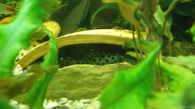 L 264 in Tonhöhle von Michael Meyer (8)