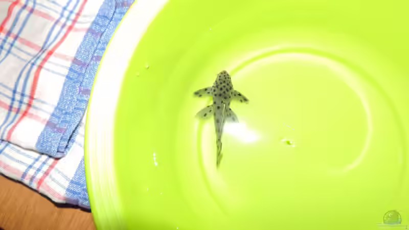 L 264 von Fichte (157)