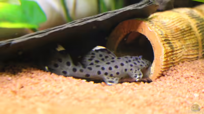 L 264 von JessiKa265 (27)