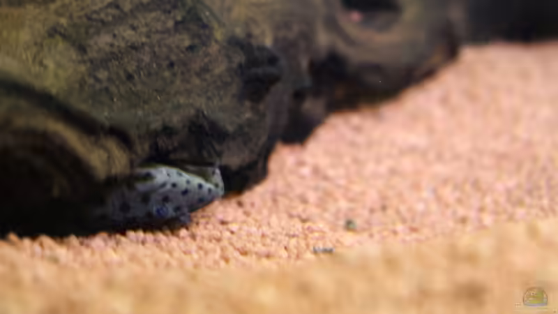 L 264 von JessiKa265 (28)