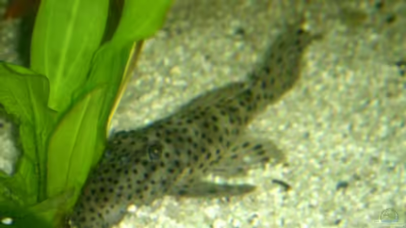 L 264 von Michael Schilling (32)