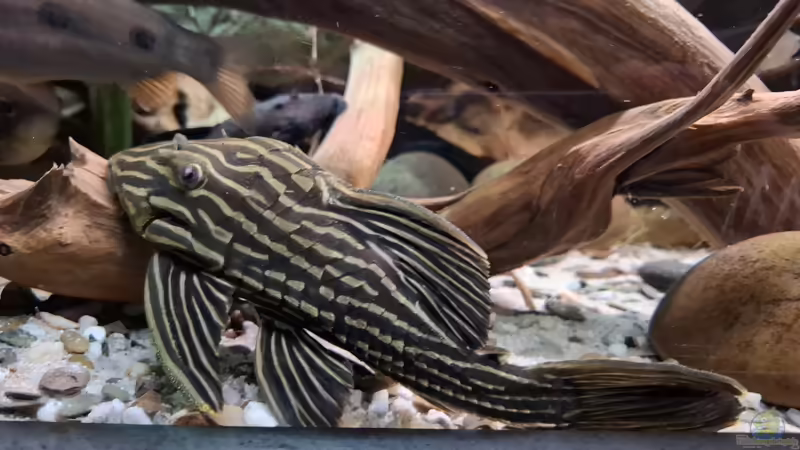 L 27, ca. 22 cm von Agua viva (34)