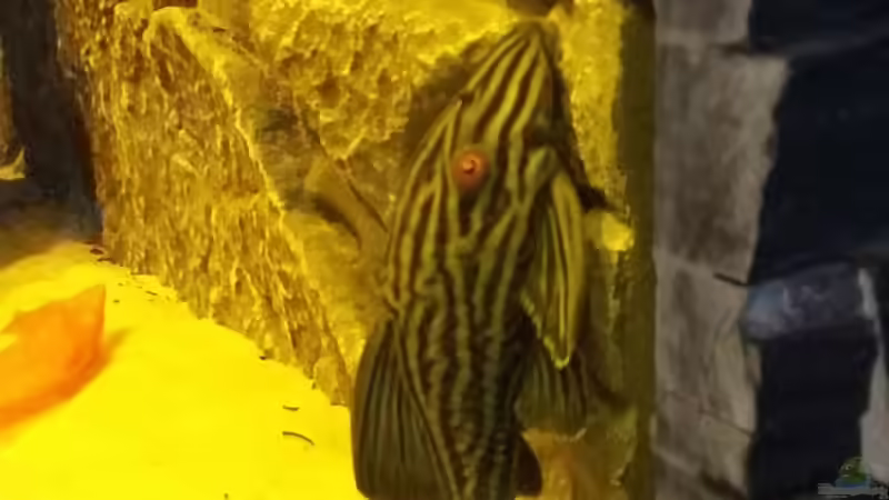 L 27 von T-Aquatics (21)