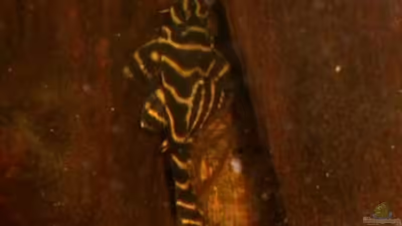 L 270 von Angelfish (7)