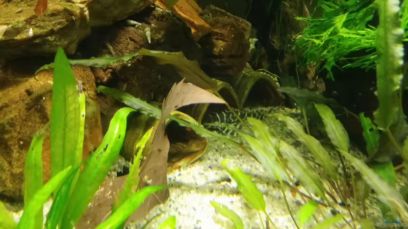 L 270 von Miss Kasimir (7)