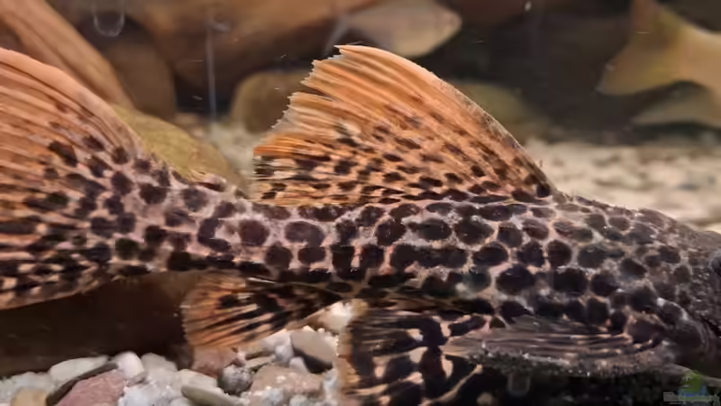 L 273, ca. 20 cm von Agua viva (37)